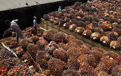 Sawit di Indonesia Sekarang Bisa Diolah dan Diserap Sendiri