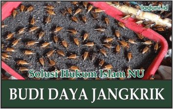 Inilah Hukum Budi Daya Jangkrik