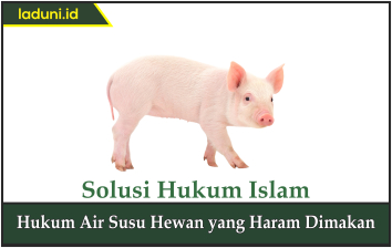 Hukum Air  Susu Hewan  yang  Haram Dimakan  Makanan dan 