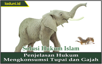 Penjelasan Hukum Mengkonsumsi Tupai dan Gajah