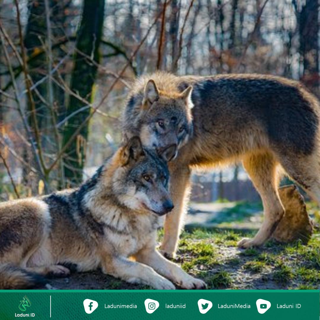 Kisah Legenda, Fabel Aesop: Penggembala dan Serigala