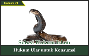 Hukum Ular untuk Konsumsi