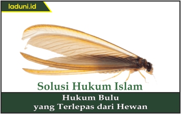 Hukum Bulu yang Terlepas dari Hewan