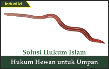 Hukum Hewan untuk Umpan