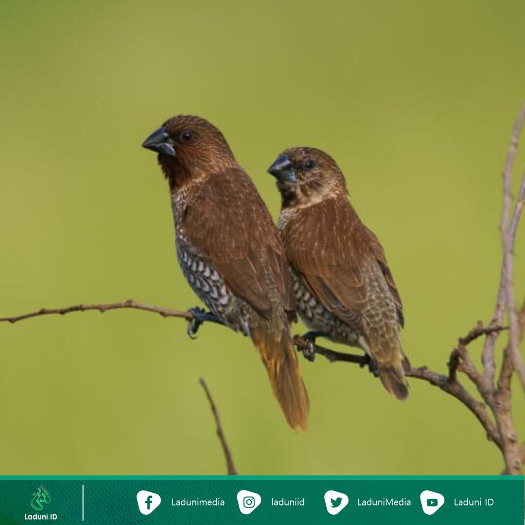 Ternyata Begini Isi Rayuan Cinta Burung Pipit yang Kasmaran