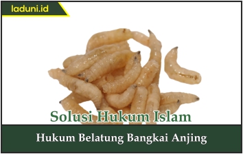 Hukum Belatung Bangkai Anjing