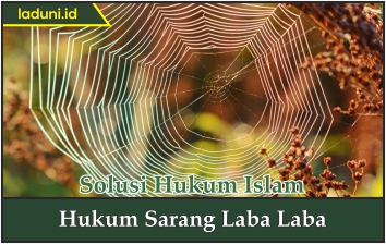 Hukum Sarang Laba Laba