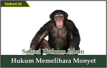 Hukum Memelihara Monyet