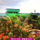 Pesantren Darul Falah Pusat Sidoarjo