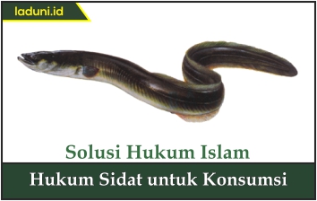 Hukum Sidat untuk Konsumsi