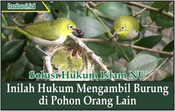 Inilah Hukum Mengambil Burung di Pohon Orang Lain