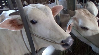Memilih Hewan Qurban yang Berkualitas Menurut PDHI