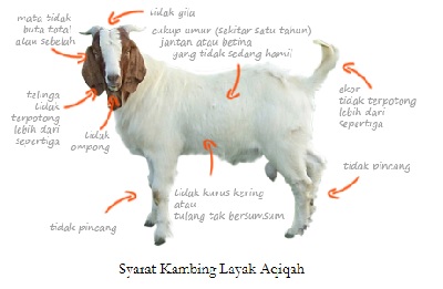 Cara dan Batas Waktu Pembagian Daging Aqiqah