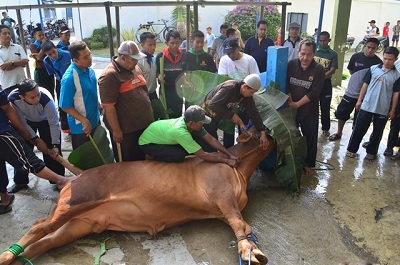 Doa Penyembelihan Hewan Qurban