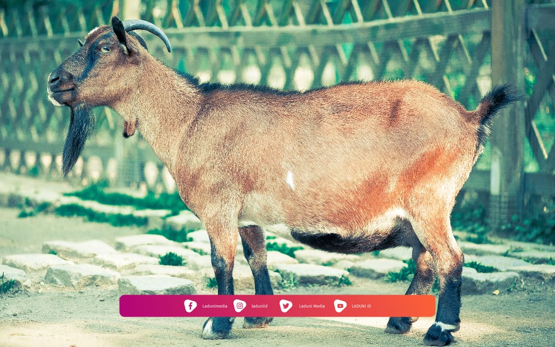 Hukum Menjual Kambing Aqiqah