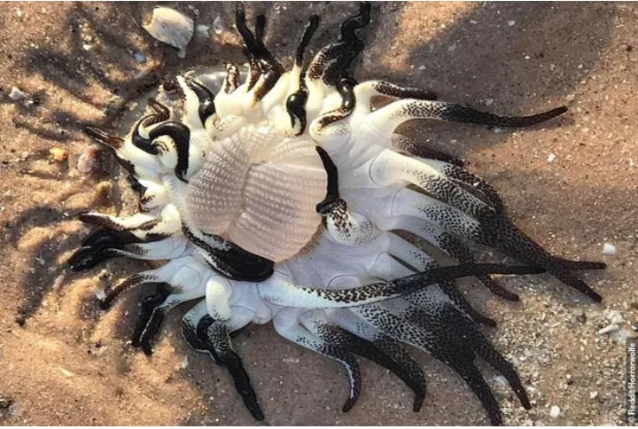 Gurita Super Aneh Hebohkan Warga Pesisir Pantai Broome