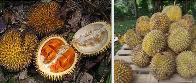 Meluruskan Persepsi Miring tentang Durian 