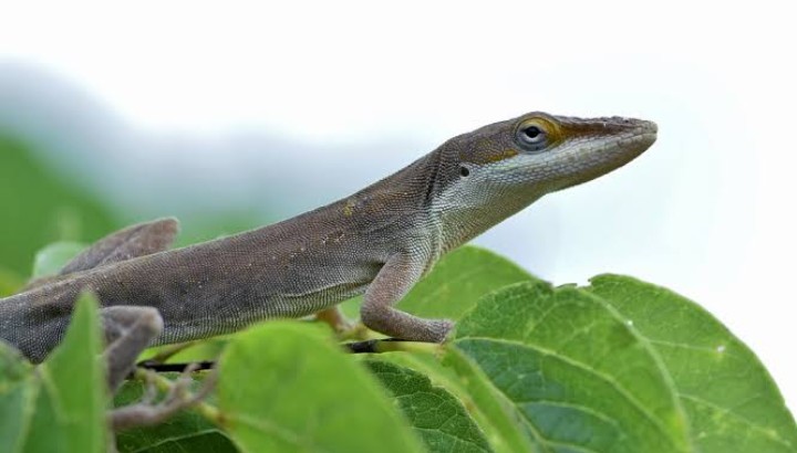 Seperti Manusia, Kadal Anole Punya 