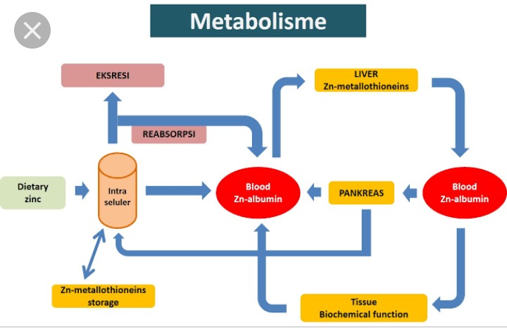 6 Trik Sederhana Dongkrak Metabolisme Tubuh