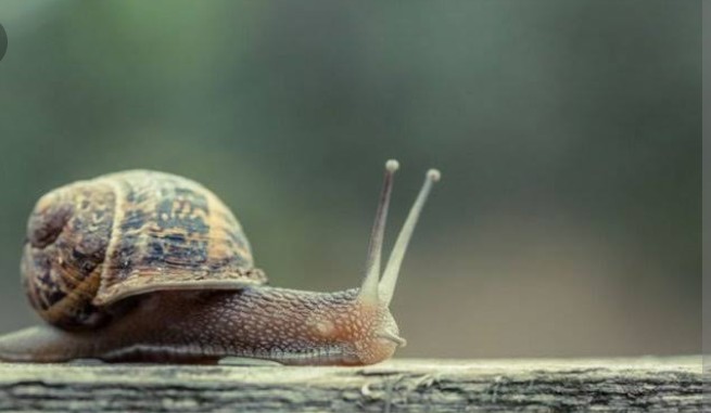 Spesies Siput Pohon Terakhir Mati dan Spesiesnya Dinyatakan Punah