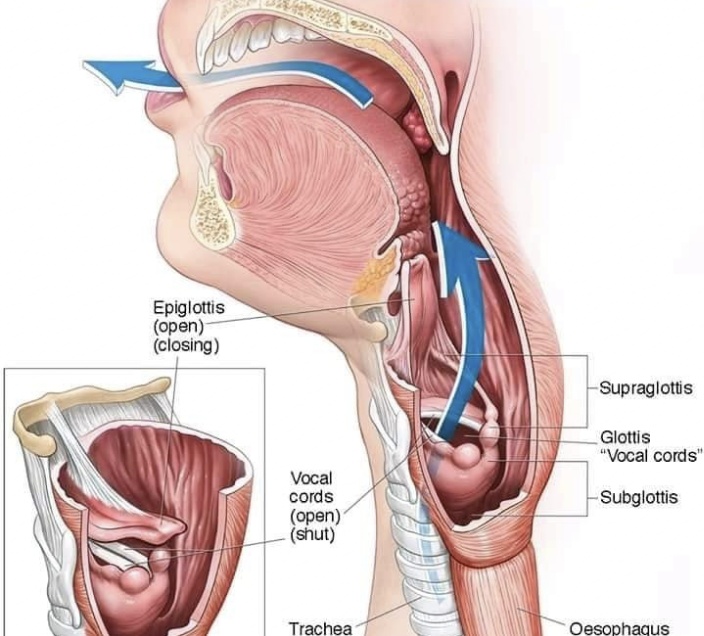 Mengenal Anatomi dan Fisiologi: Desain Allah