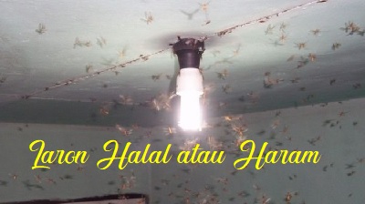 Laron, Halal atau Haram untuk Dikonsumsi?