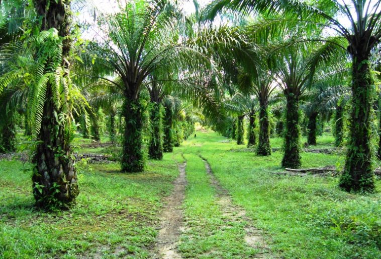 Presiden Keluarkan Inpres Penundaan Pelepasan Kawasan Hutan Untuk Perkebunan Sawit