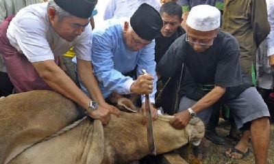 Tata Cara Pembagian Daging Qurban