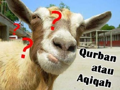 Qurban Atau Aqiqah Dulu Hewan Qurban Dan Aqiqah Laduni
