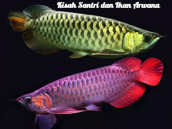 Kisah Seekor Ikan Arwana dengan Santri dan Kyainya