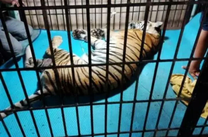 Kebiasaan Tidur di Lantai, Harimau 