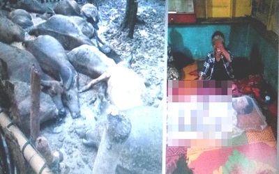 Nahas, Pengembala dan 21 Kerbaunya Tewas Tersambar Petir