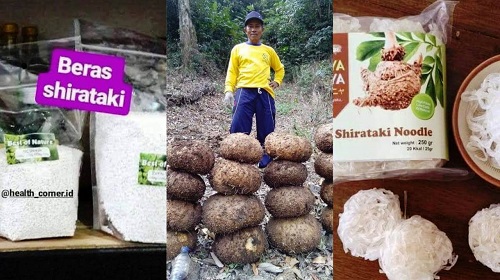 Di Masa Depan, Porang Diprediksi Jadi Makanan Pokok Pengganti Beras