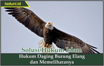 Hukum Daging Burung Elang dan Memeliharanya