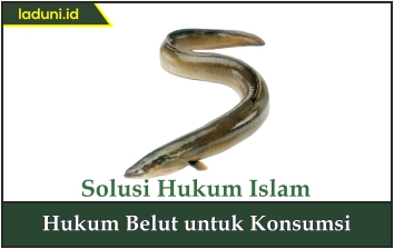 Hukum Belut untuk Konsumsi