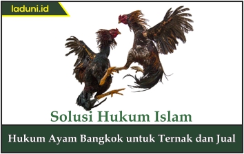 Hukum Ayam Bangkok untuk Ternak dan Jual