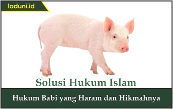 Hukum Babi yang Haram dan Hikmahnya