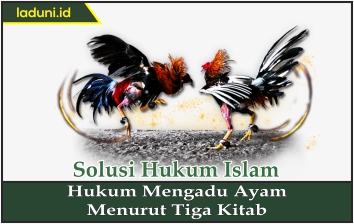 Hukum Mengadu Ayam Menurut Tiga Kitab