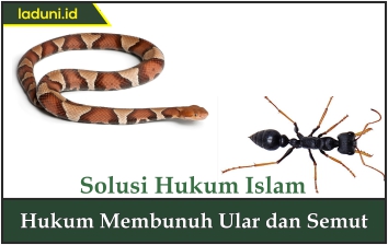 Hukum Membunuh Ular dan Semut