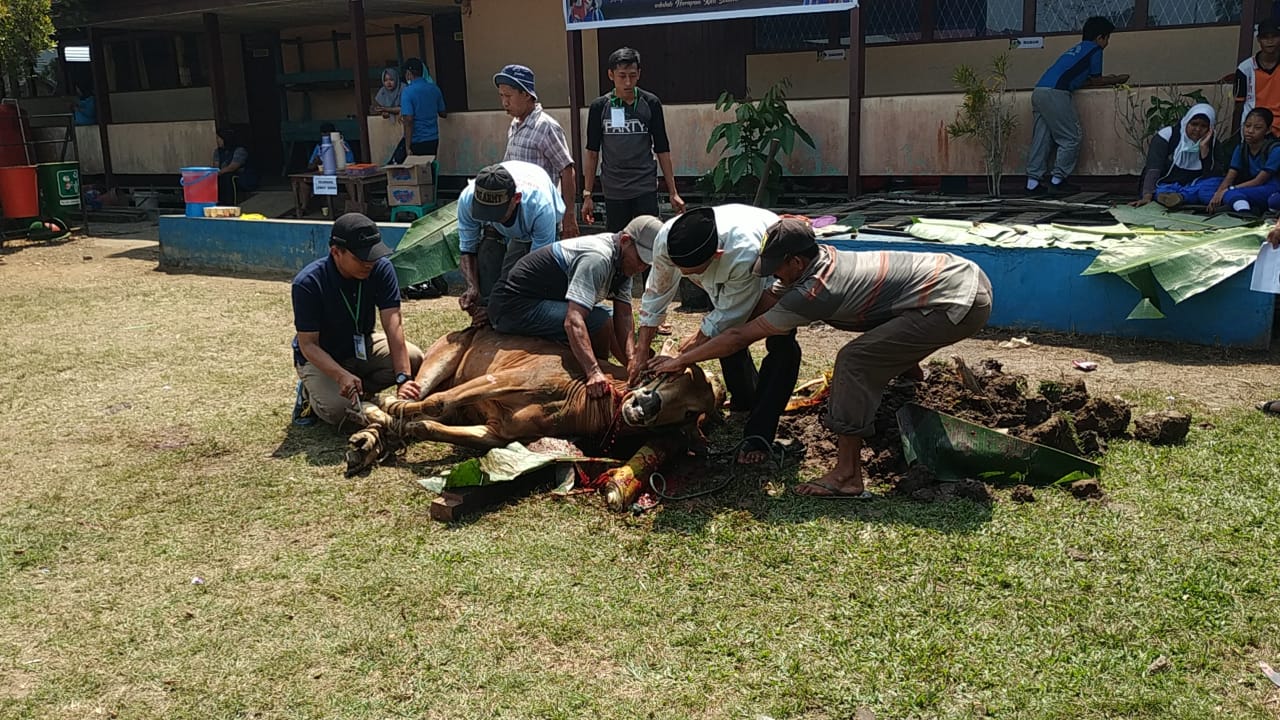 SMP N 3 Sungai Raya Semarakkan Idul Adha Dengan Pemotongan Hewan Qurban