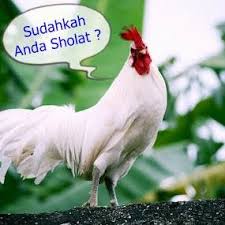 Ayam Jago Putih #1: Ajaib Bisa Melihat Malaikat, Benarkah?