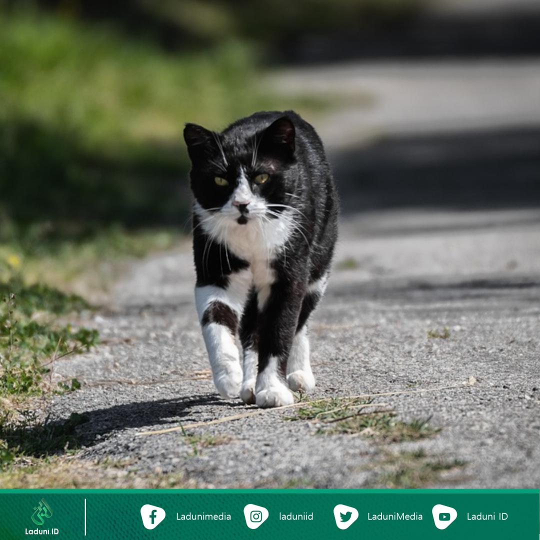 Kisah Jenazah yang Diantar Ratusan Kucing