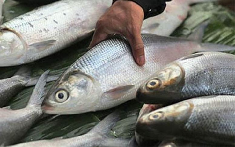 Terungkap, Bandeng Punya Kandungan Gizi Lebih Banyak dari Salmon