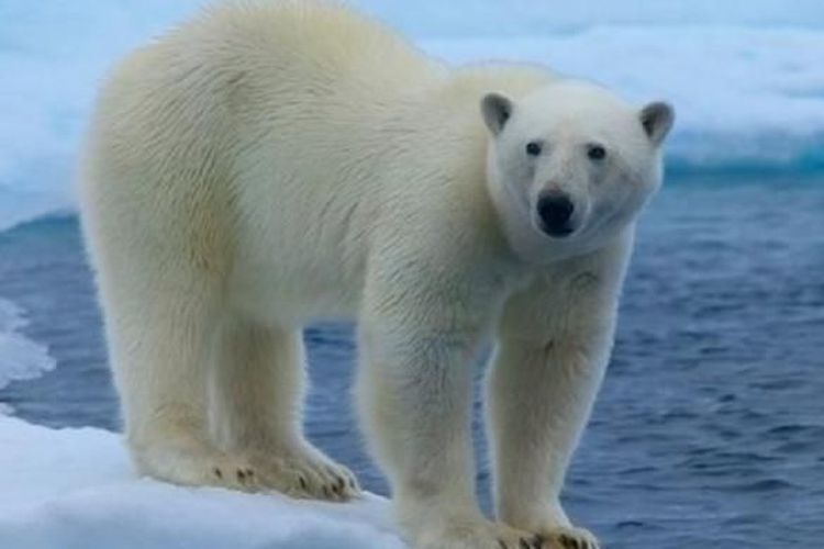 Ilmuwan Temukan Populasi Beruang Kutub Baru yang Sehat