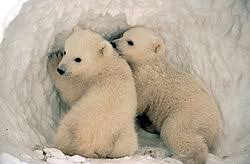 Beruang Kutub dan Populasinya di Dunia