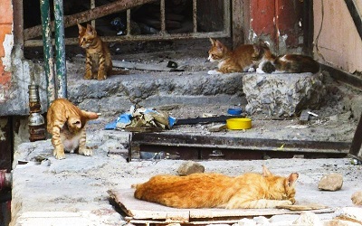 Begini Hukum Membuang dan Membunuh Kucing