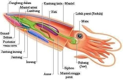 Cumi-cumi, Memperdebatkan Tinta Hitam