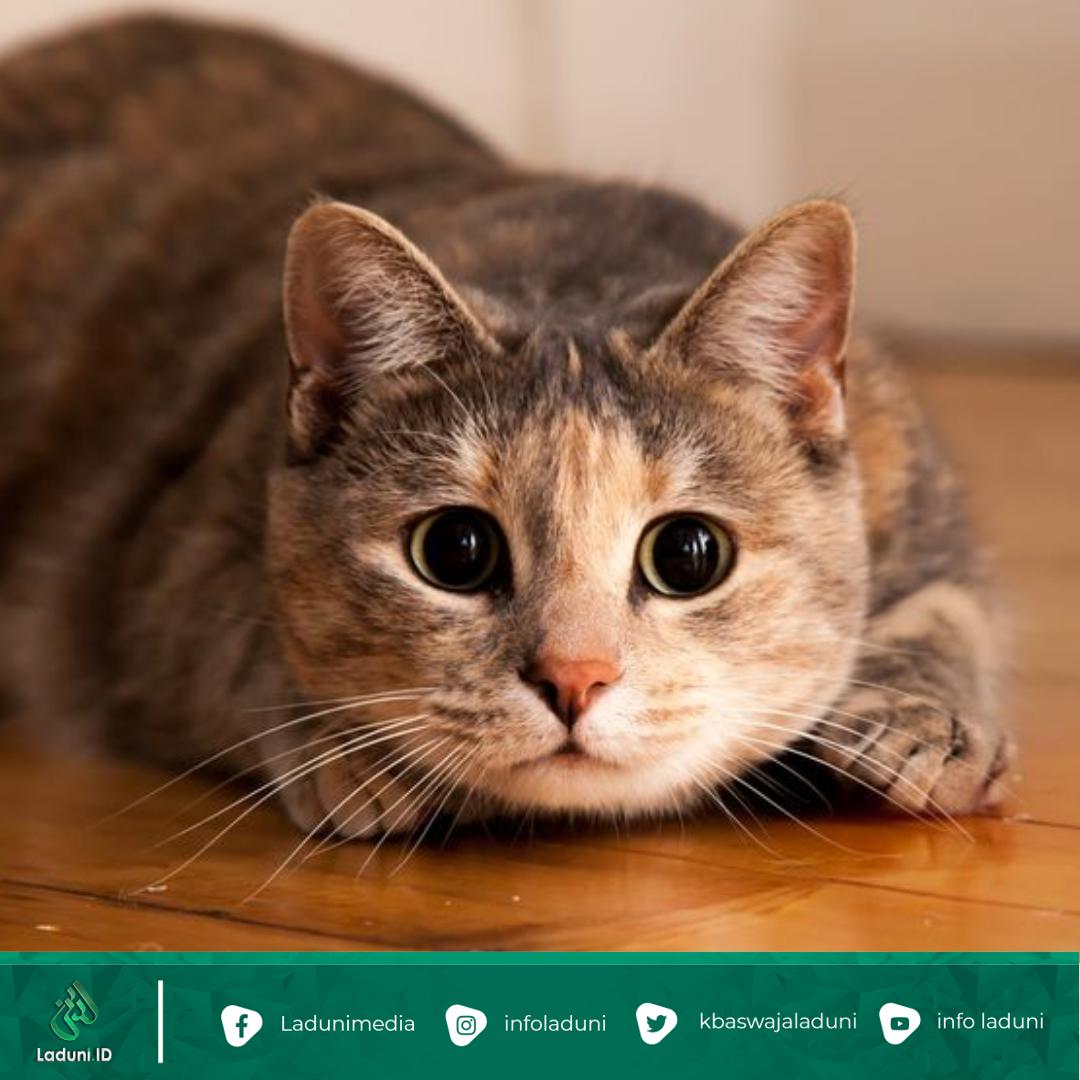 Ingin Memelihara Kucing? 14 Ras Kucing Ini Mungkin Bisa Jadi Pertimbangan Kamu!