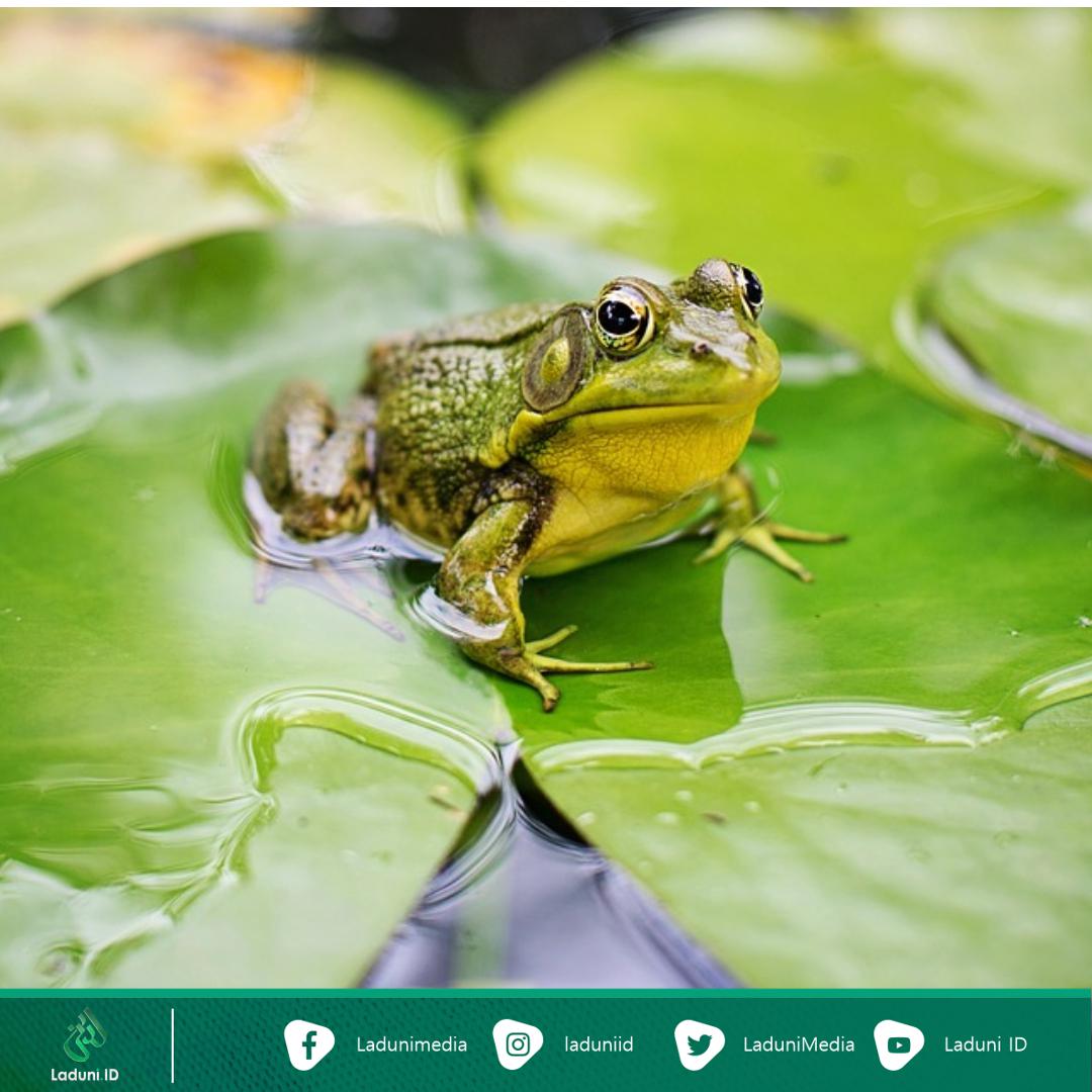 Kisah Hikmah di Balik Nabi Ibrahim dan Seekor Katak