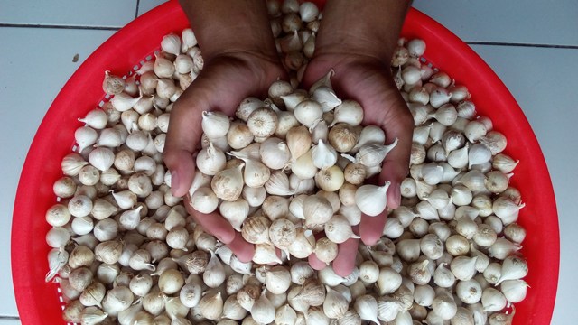 Inilah Manfaat Bawang Putih dan Efek Sampingnya Bagi Tubuh